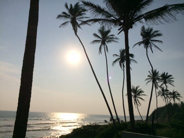 Palm trees silhouetted at sunset