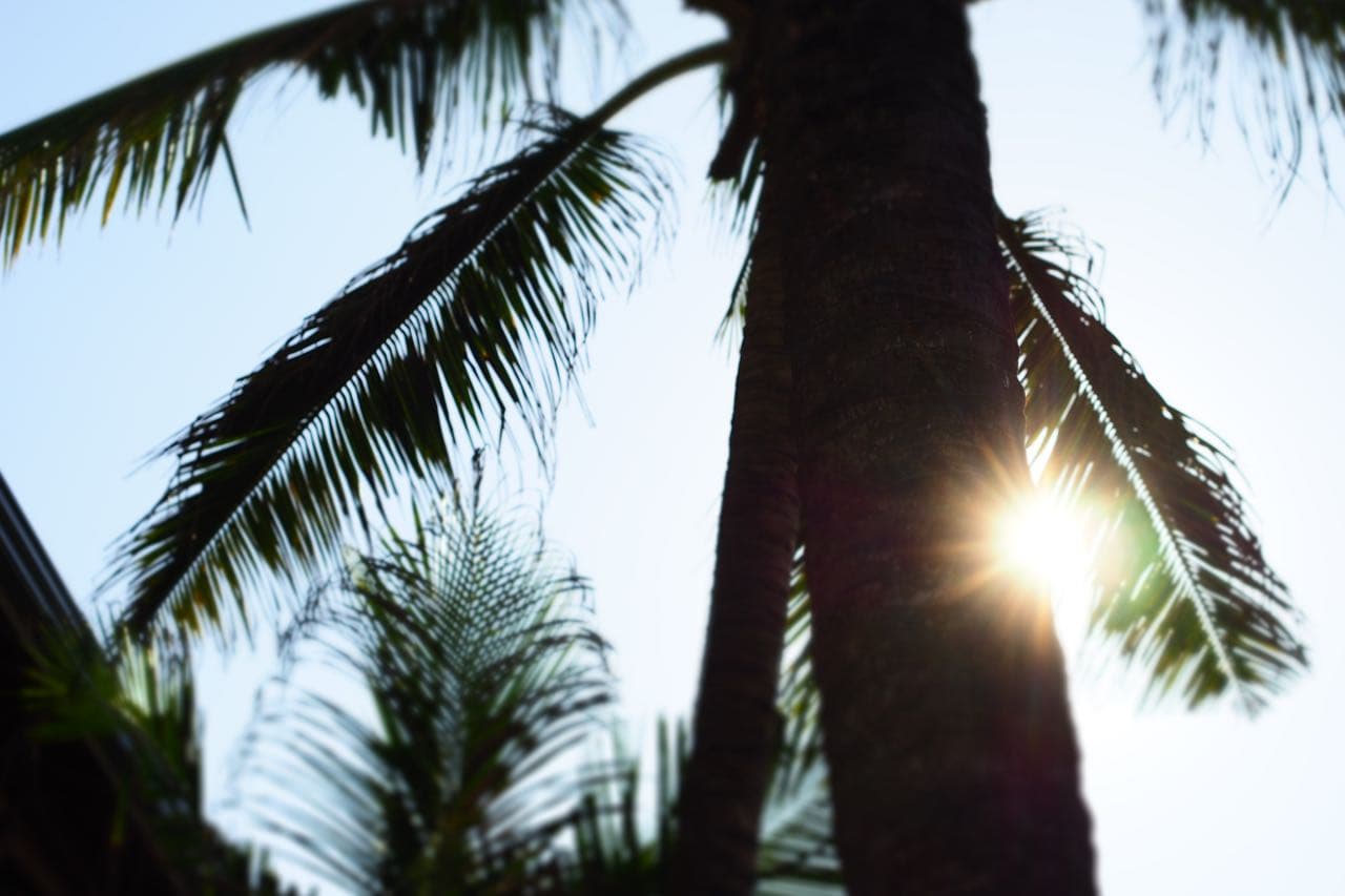 Palm trees at sunset on the coast at Kurundawatta, Matara
