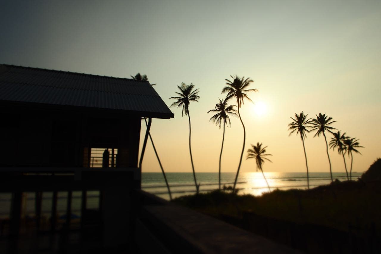 Palm silhouettes against a golden sunset over the Indian Ocean