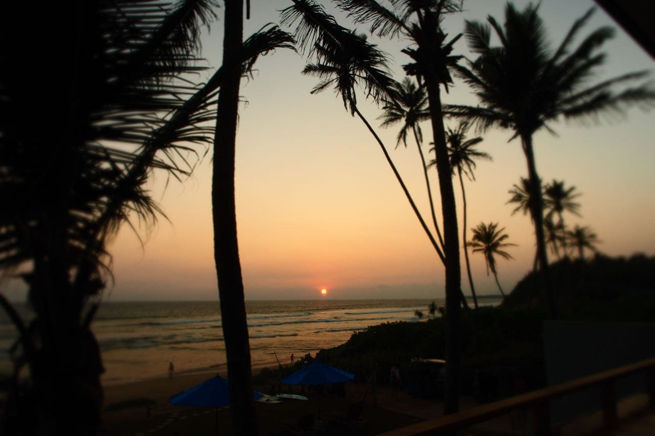 Sunset seen through the palm canopy above the hotel